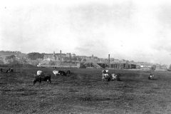 Early 1900s cattle on East Common with Donaldson’s woodyard in background