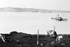 Cattle on West Common headland with ferry crossing in the background