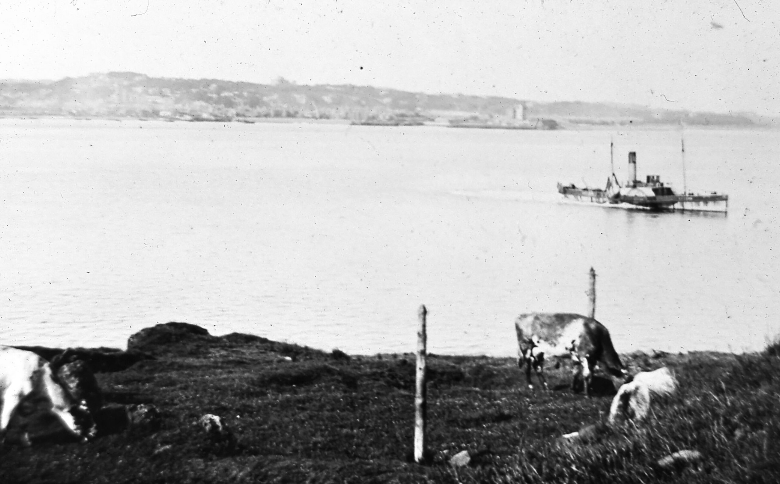 Tayport Heritage Trail - Board 3 - Cattle on west common headland with ferry crossing in the background