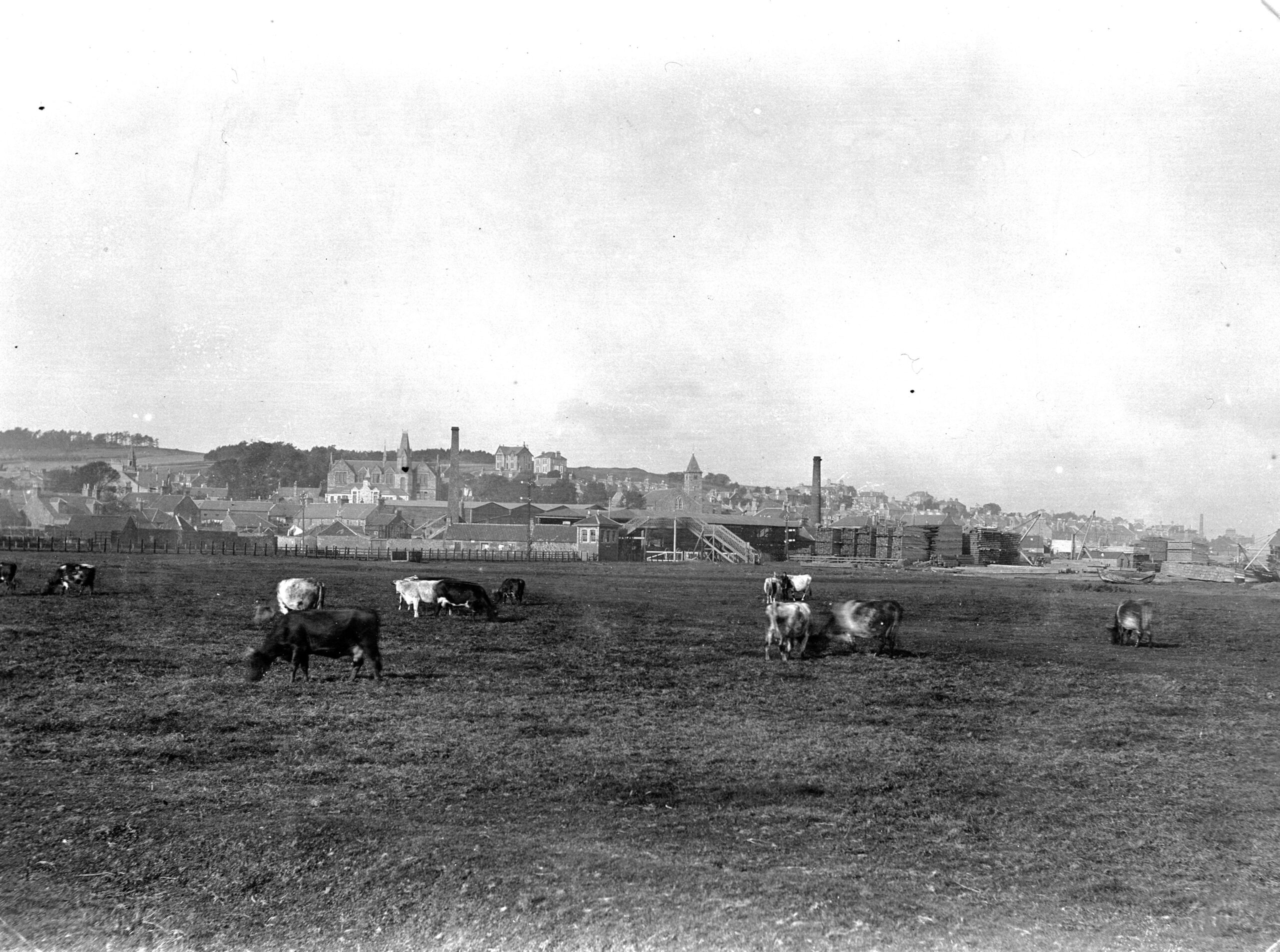 Tayport Heritage Trail - Board 20 - Cattle on East Common early 1900s with Donaldson’s woodyard in background